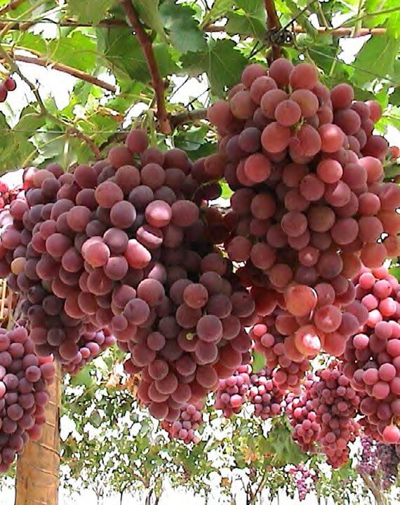 Uva de mesa: Manual para el cumplimiento de la condicionalidad